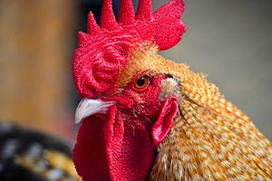 Poultry Housing